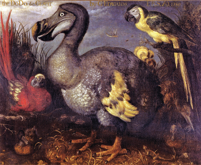 Roelant Savery, The Dodo (Raphus cacullatus), ca. 1626, oil on canvas.