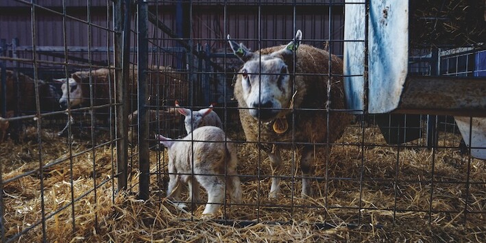 Lambing season, Oosterenderweg, Texel, The Netherlands, 2011. Photo: Wikicommons/Txllxt TxllxT.