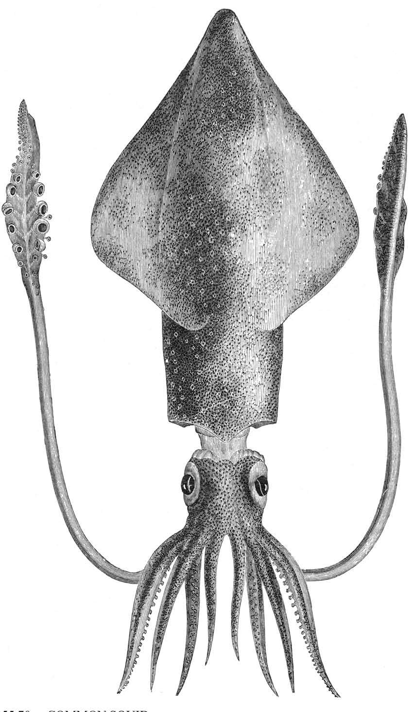 Engraving of a giant squid, artist and date unknown.