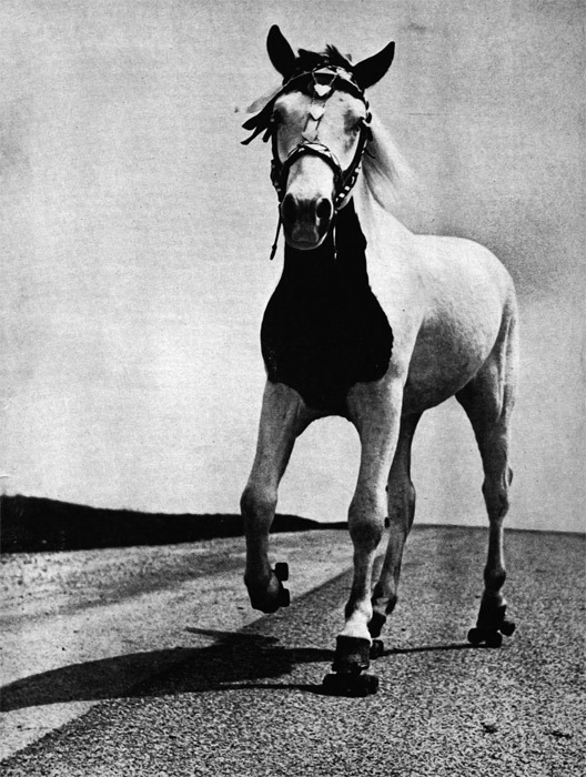 Classic Masscult: Jimmy the roller-skating horse, from the pages of Life magazine, 1952.