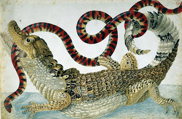 Maria Sibylla Merian’s drawing of a spectacled caiman fighting with a coral pipe snake, ca. 1701–1705. From Explorers’ Sketchbooks. © Trustees of The British Museum.