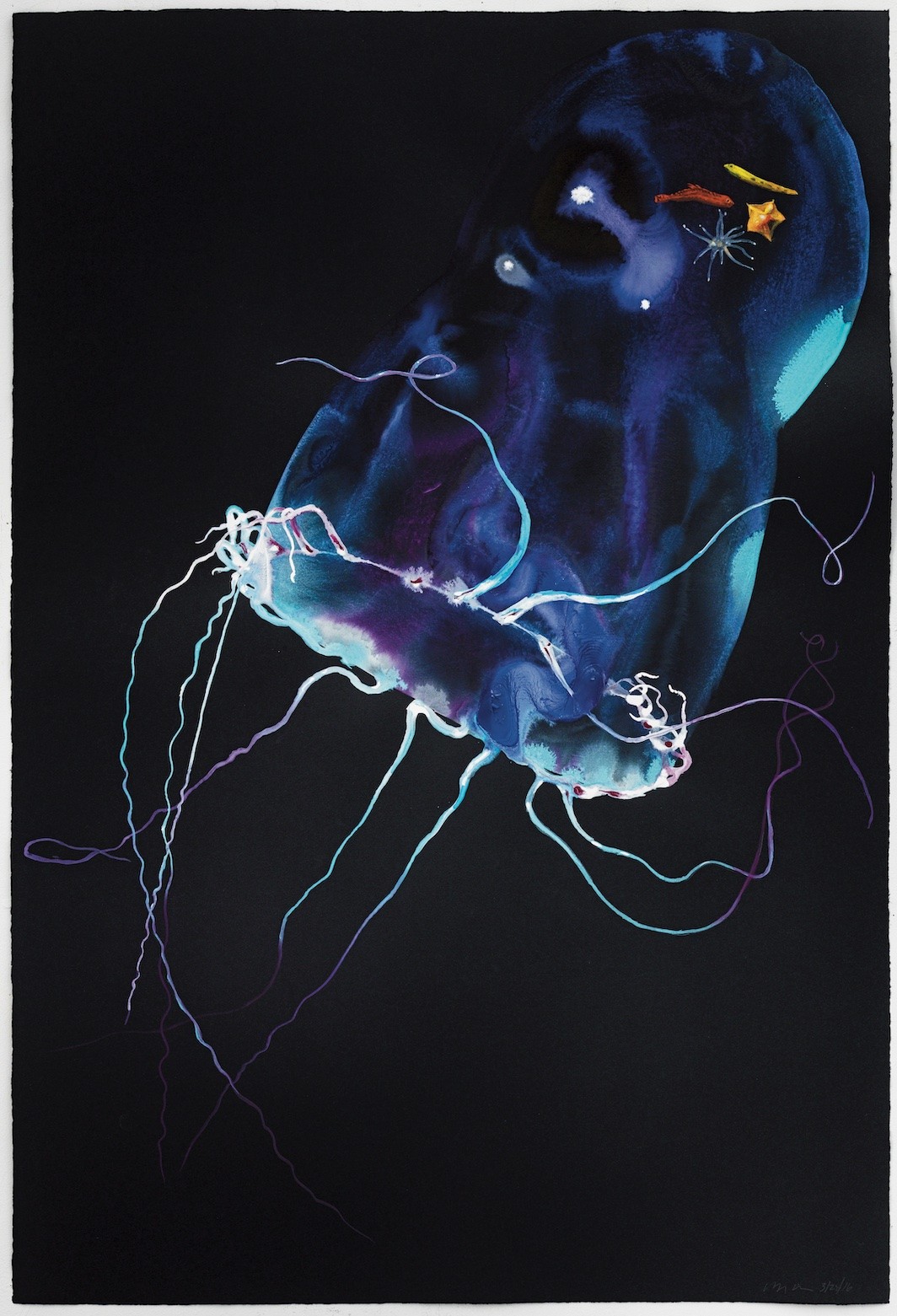 Alexis Rockman, Jellyfish II, 2016, watercolor and gouache on black paper, 44 x 30". Courtesy the artist