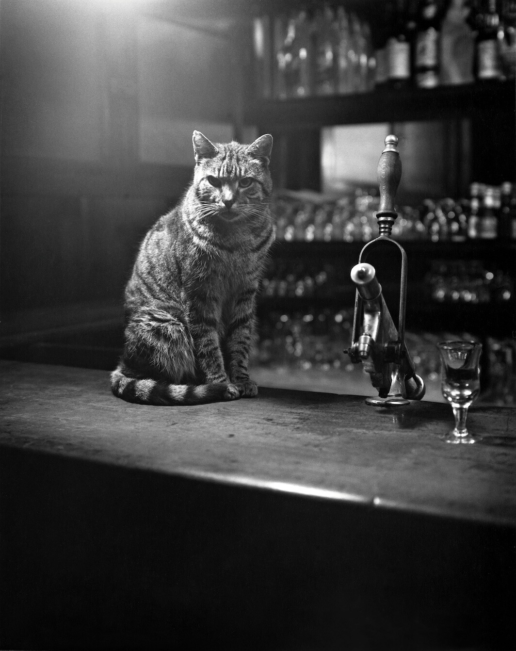 Mulligan’s pub, Joyce cat, from Evelyn Hofer: Dublin (Steidl, 2023). © 2022 Estate of Evelyn Hofer.
