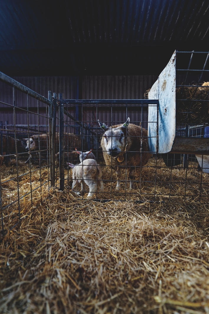 Lambing season, Oosterenderweg, Texel, The Netherlands, 2011. Photo: Wikicommons/Txllxt TxllxT.